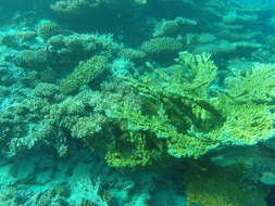 Image of Table coral