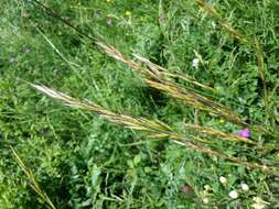 Plancia ëd Helictochloa pratensis (L.) Romero Zarco