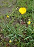 Image of Ranunculus gramineus L.