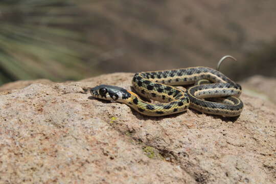 Image of Blackneck Garter Snake