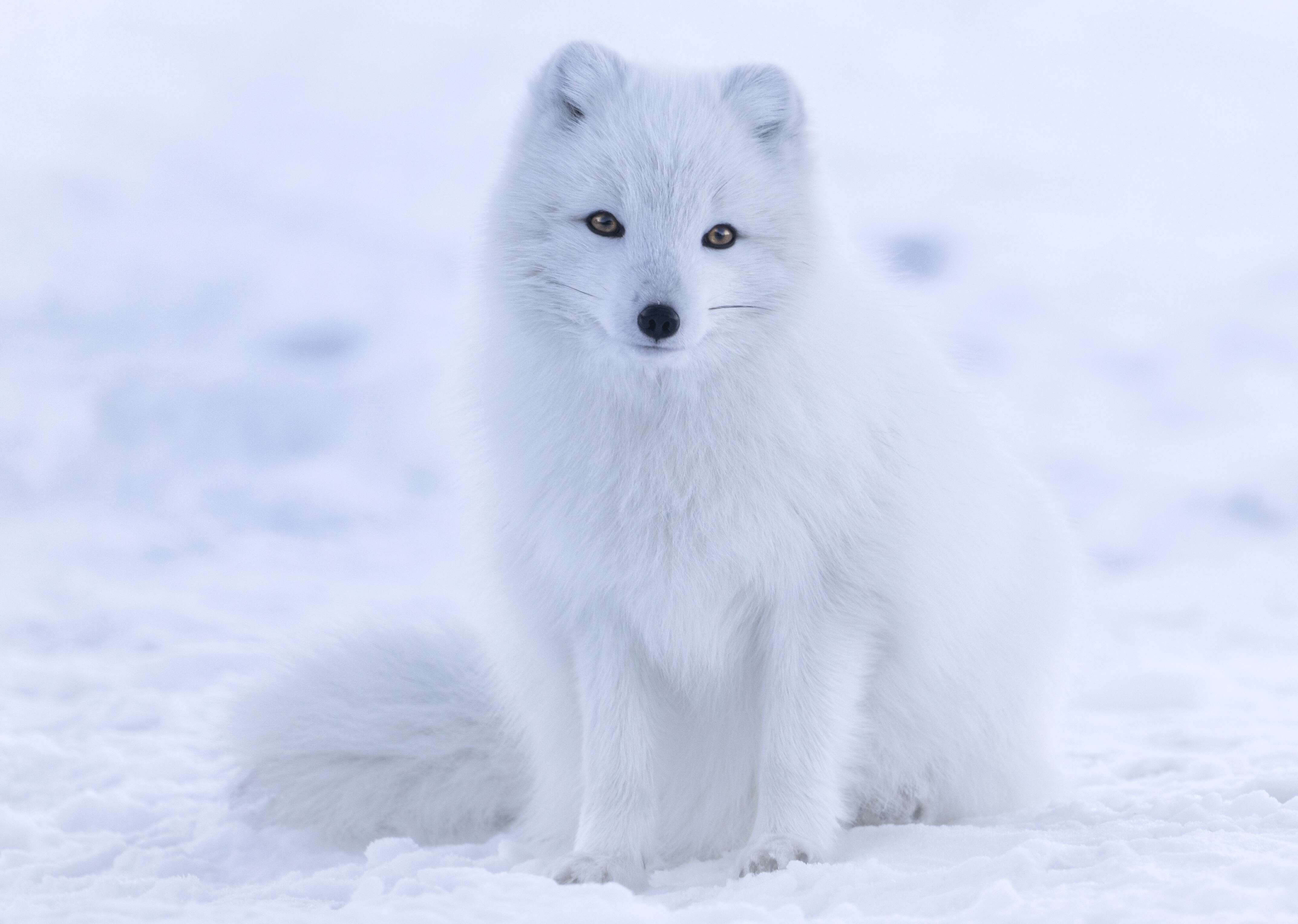 Image of Arctic Fox