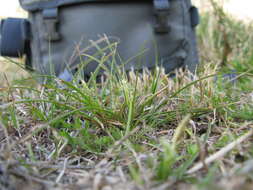 Image of Asian shortstem sedge