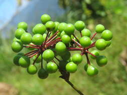 Image of Smilax zeylanica L.