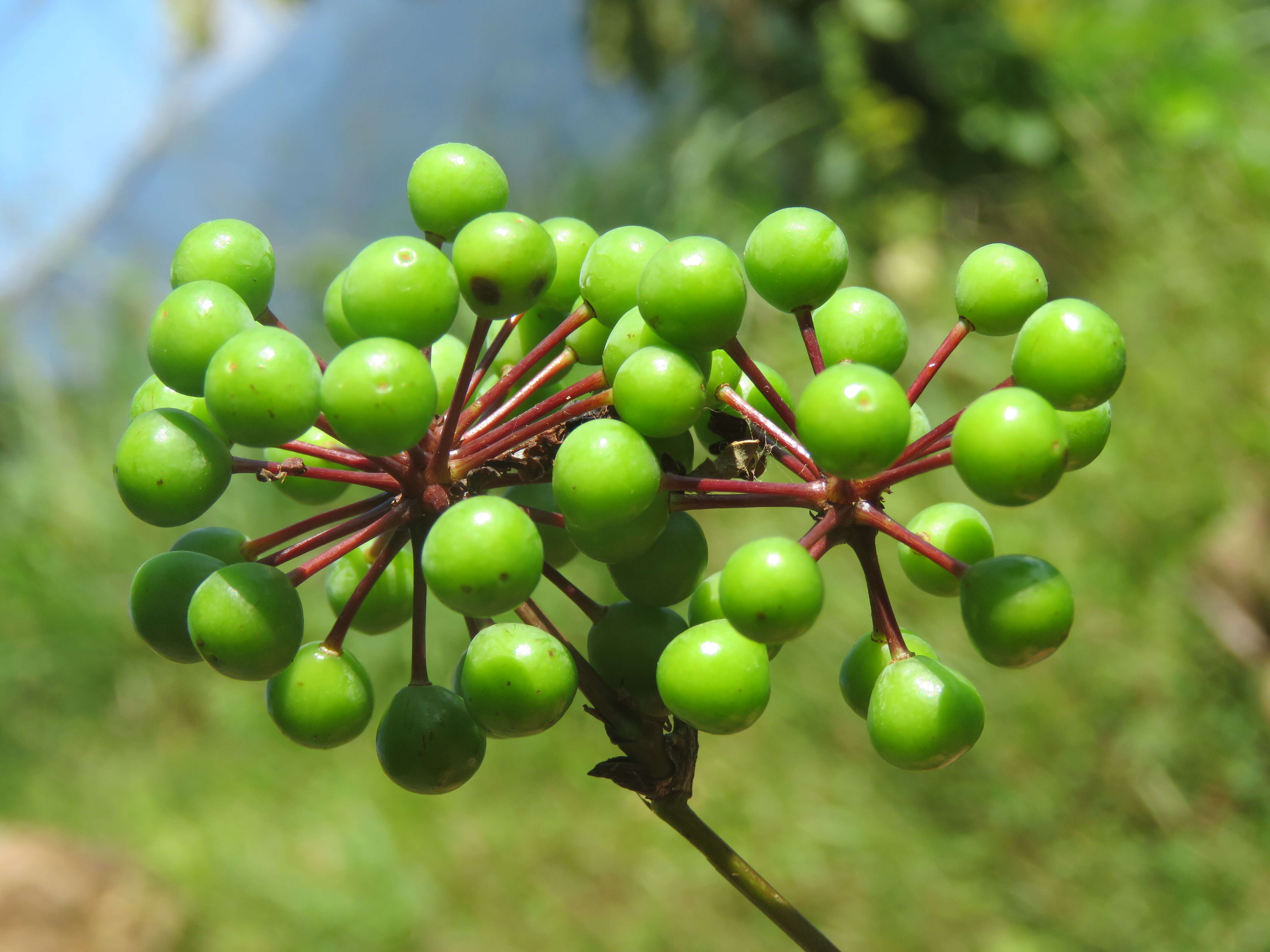 Image of Smilax zeylanica L.