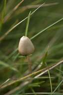 Plancia ëd Psilocybe semilanceata (Fr.) P. Kumm. 1871