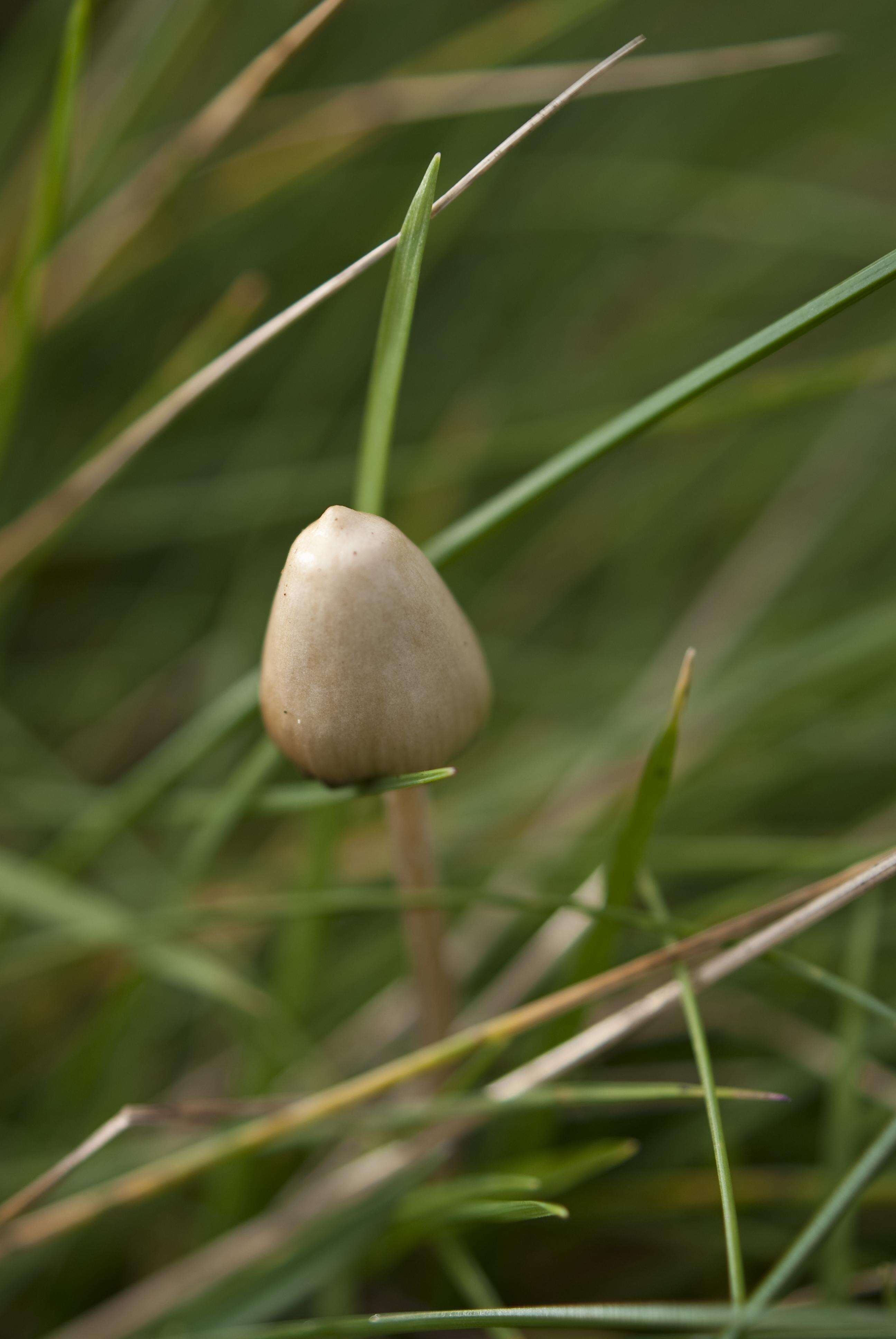 Plancia ëd Psilocybe semilanceata (Fr.) P. Kumm. 1871