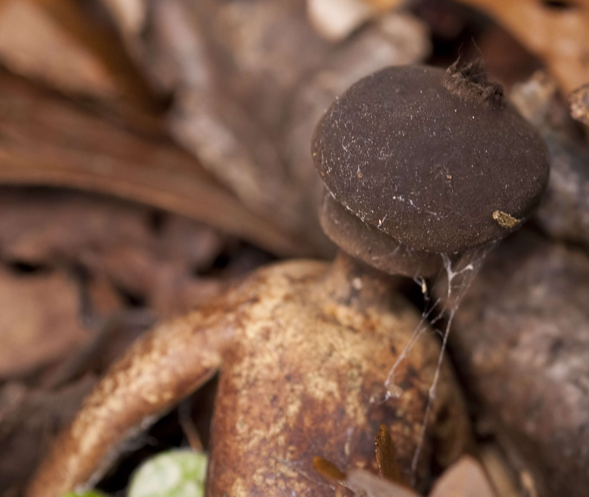 Imagem de Geastrum fornicatum (Huds.) Hook. 1821