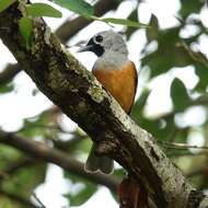 Image of Black-faced Monarch