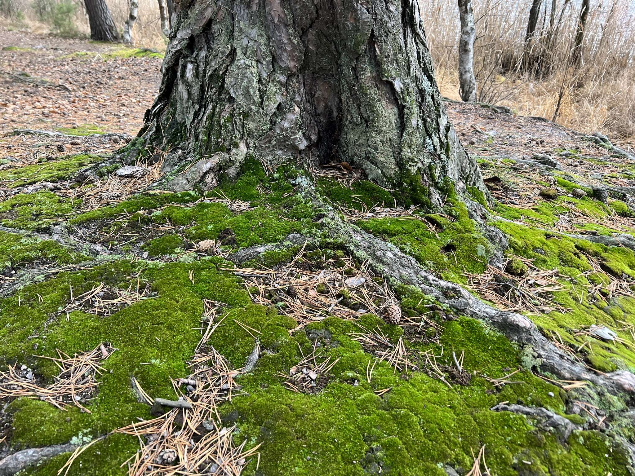 Image of Broom Moss