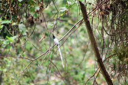 Image of Asian Paradise-Flycatcher