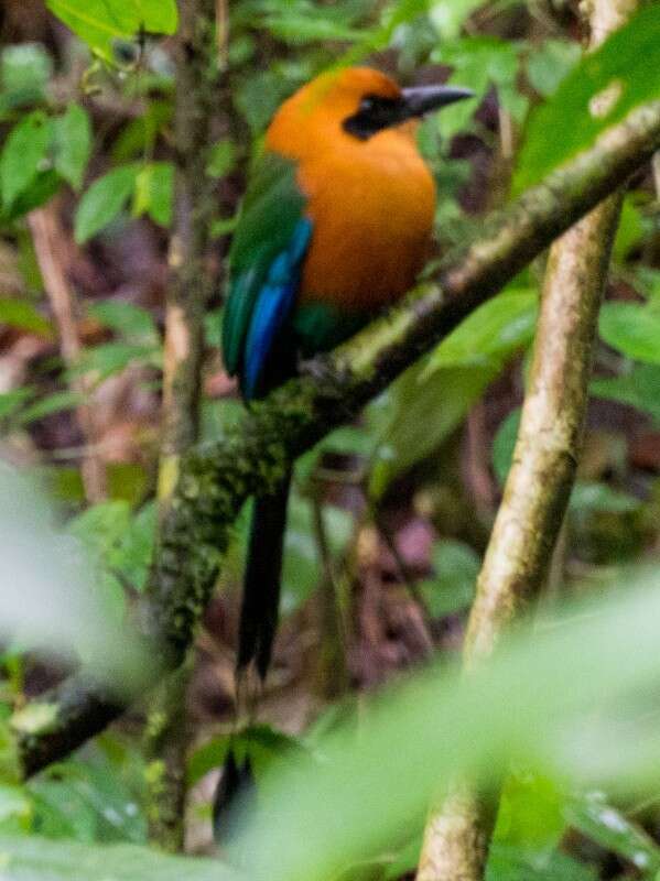 Image of Rufous Motmot