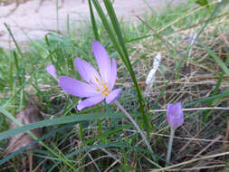 Image of Autumn crocus