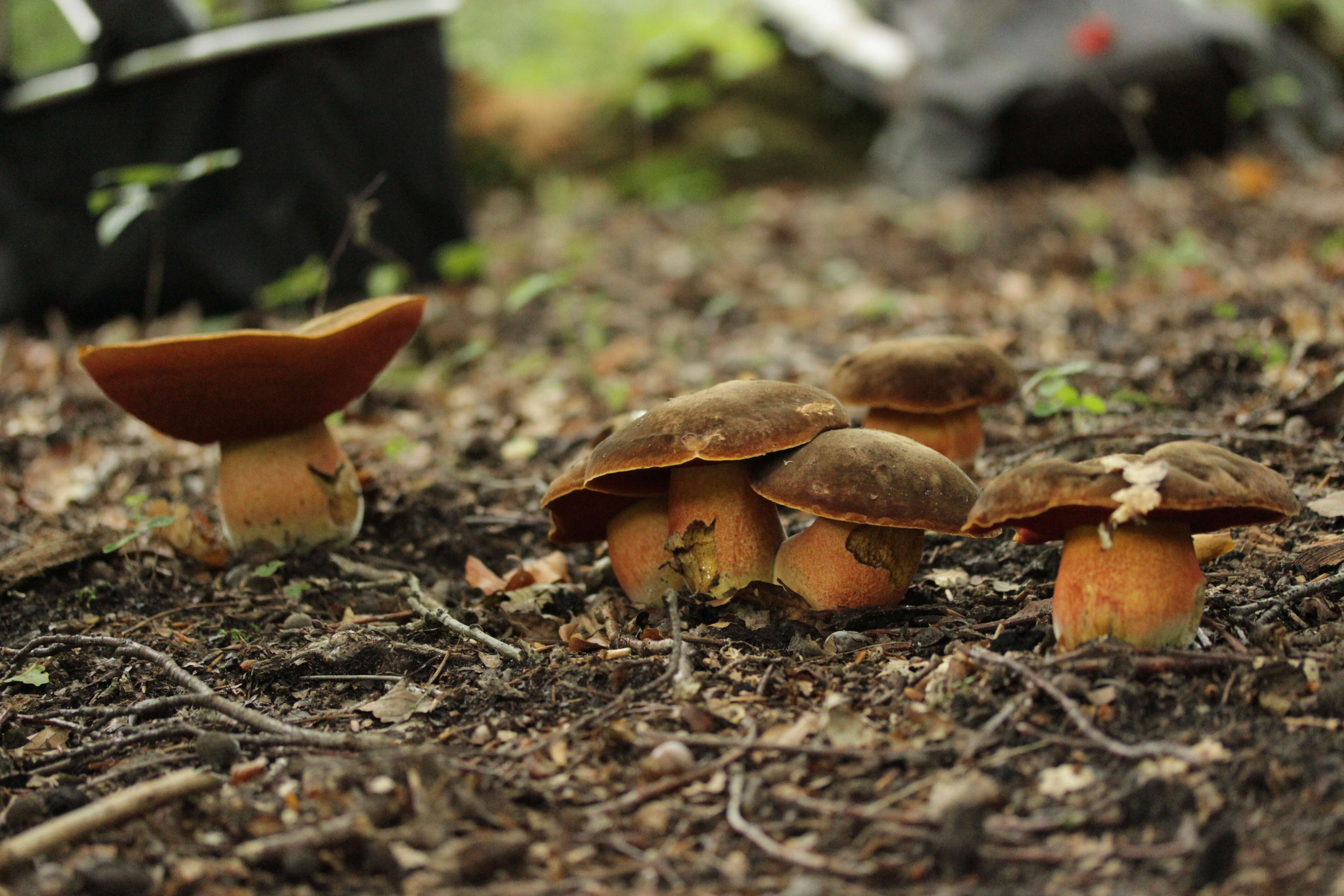 Image of Neoboletus luridiformis (Rostk.) Gelardi, Simonini & Vizzini 2014