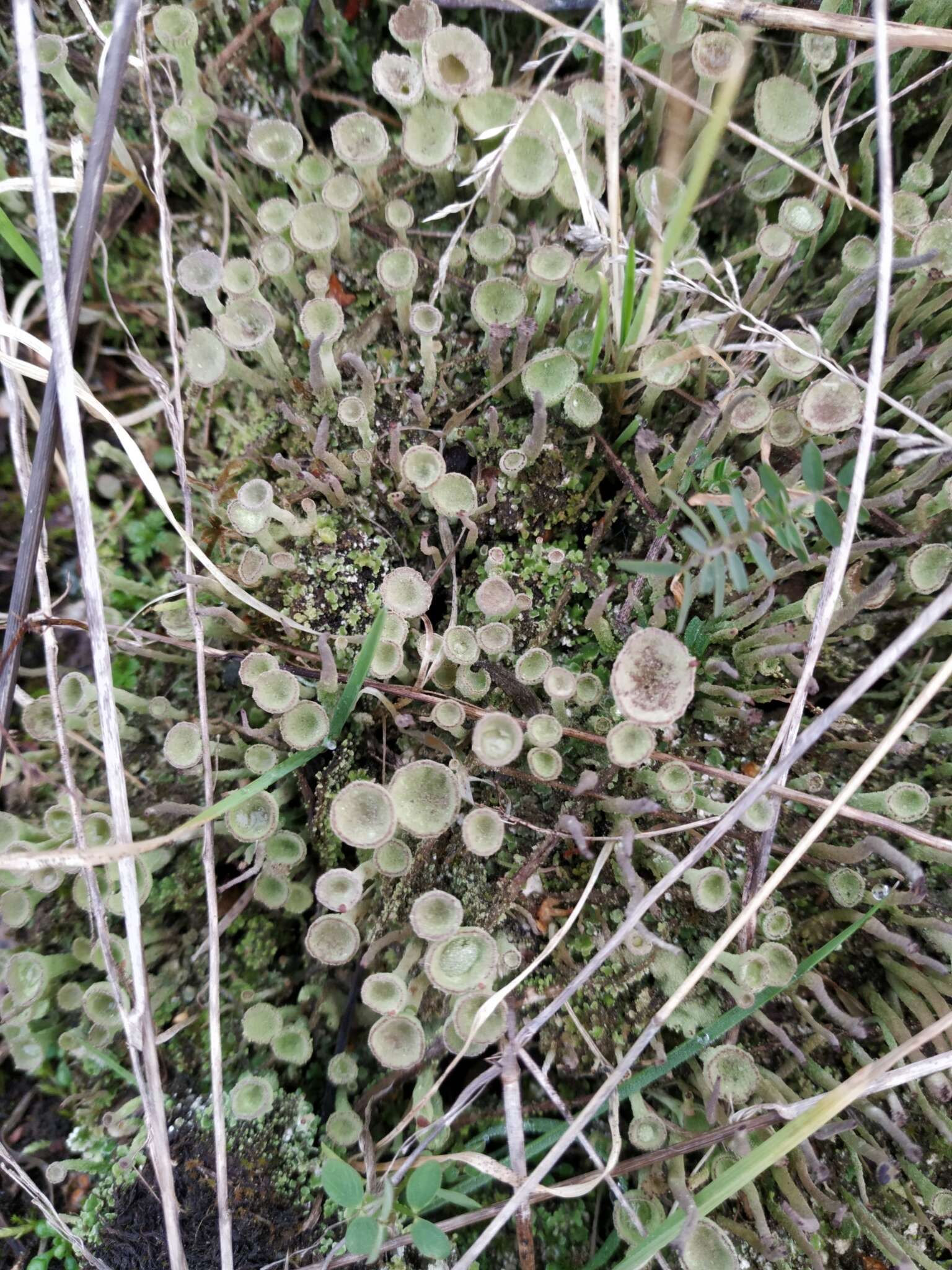 Image of cup lichen