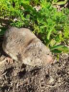 Image of Mole-rats