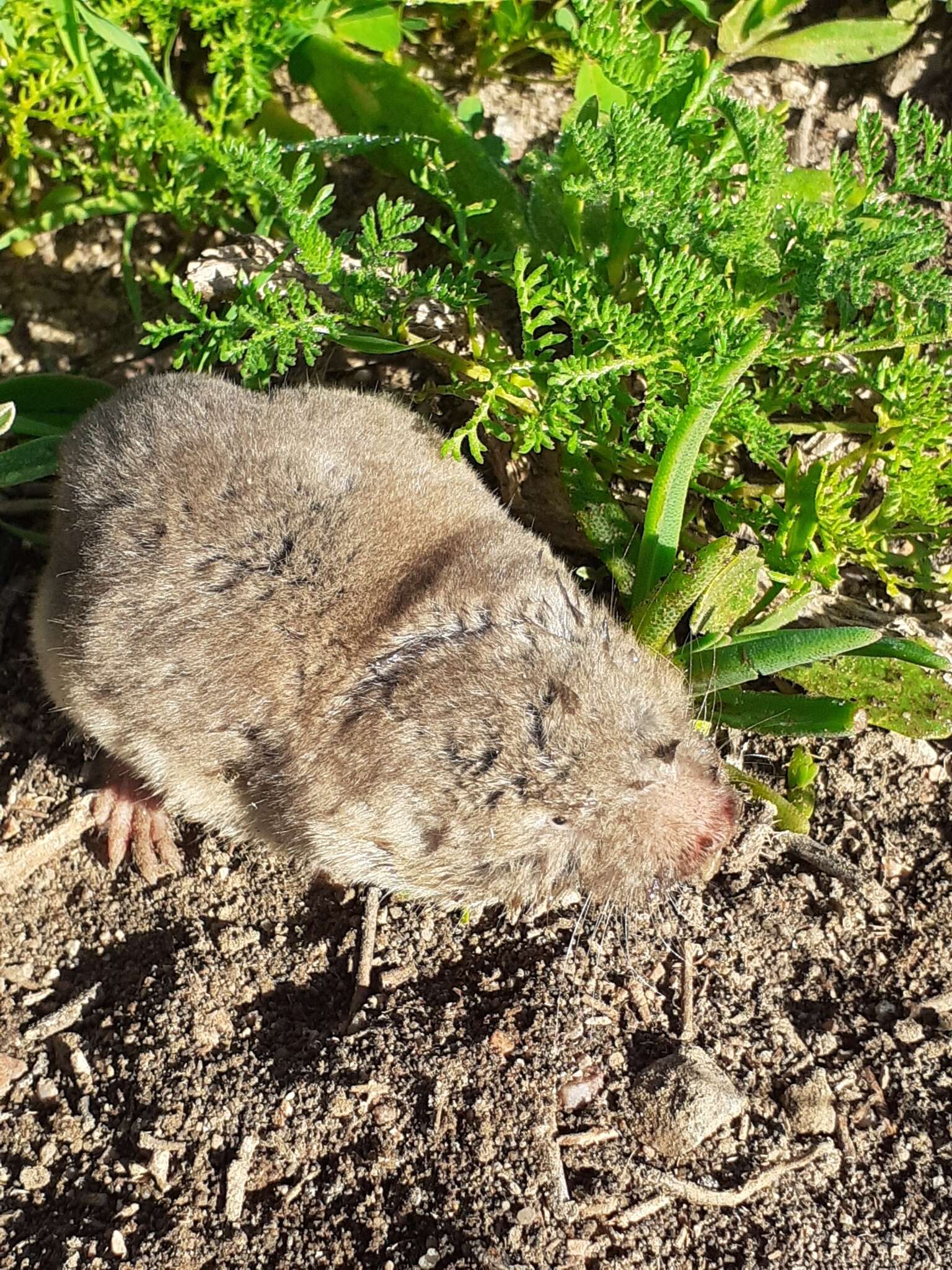 Image of Mole-rats