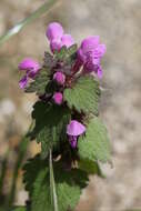 Image of spotted dead-nettle