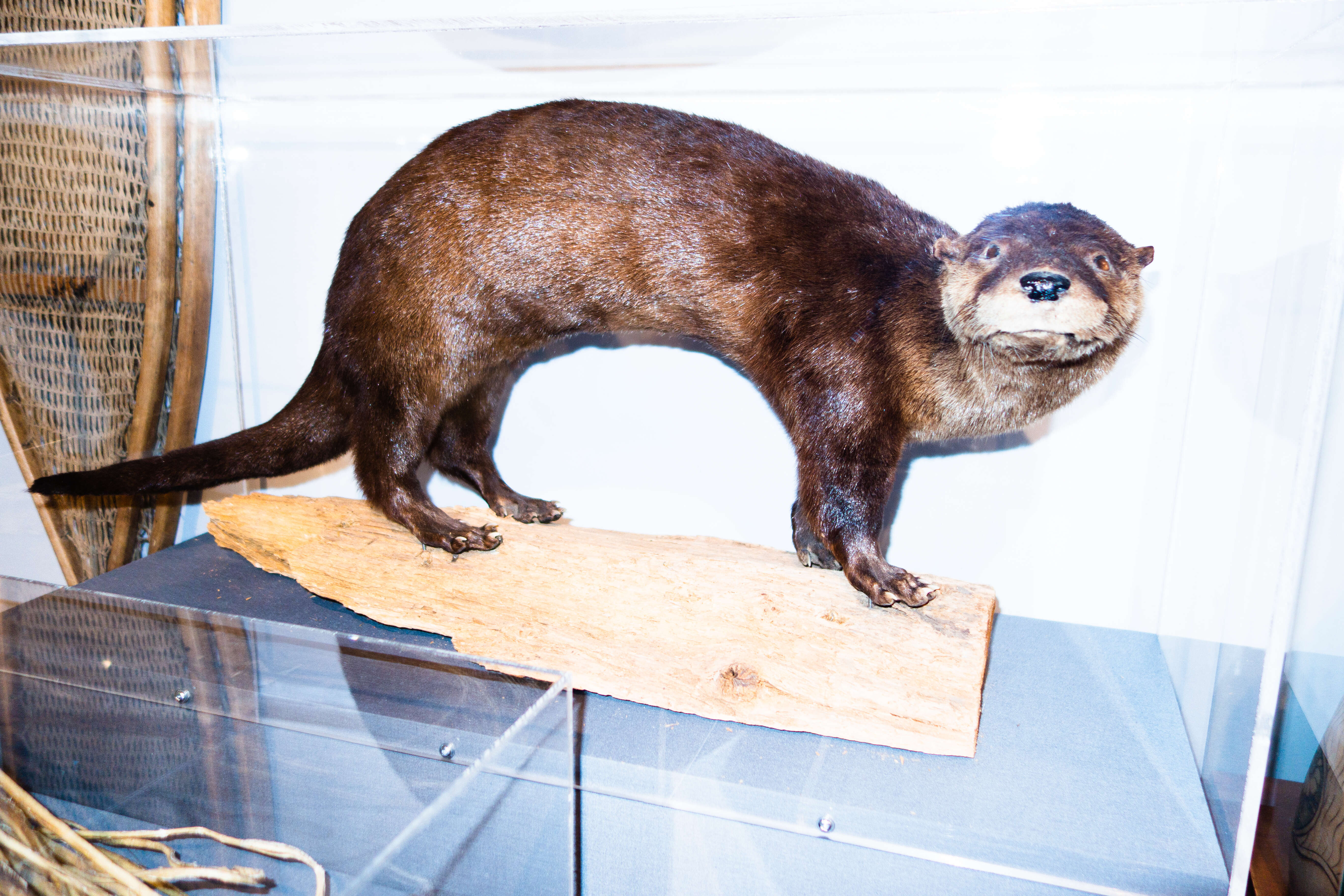 Image of Otter sp.