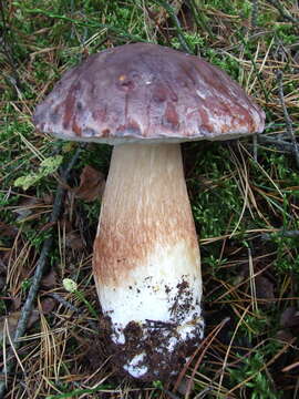 Image of Boletus pinophilus Pilát & Dermek 1973