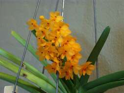 Image of Rust-red Vanda