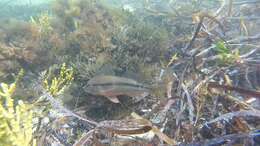 Image of Black-striped goatfish