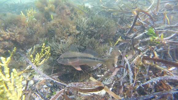 Image of Black-striped goatfish