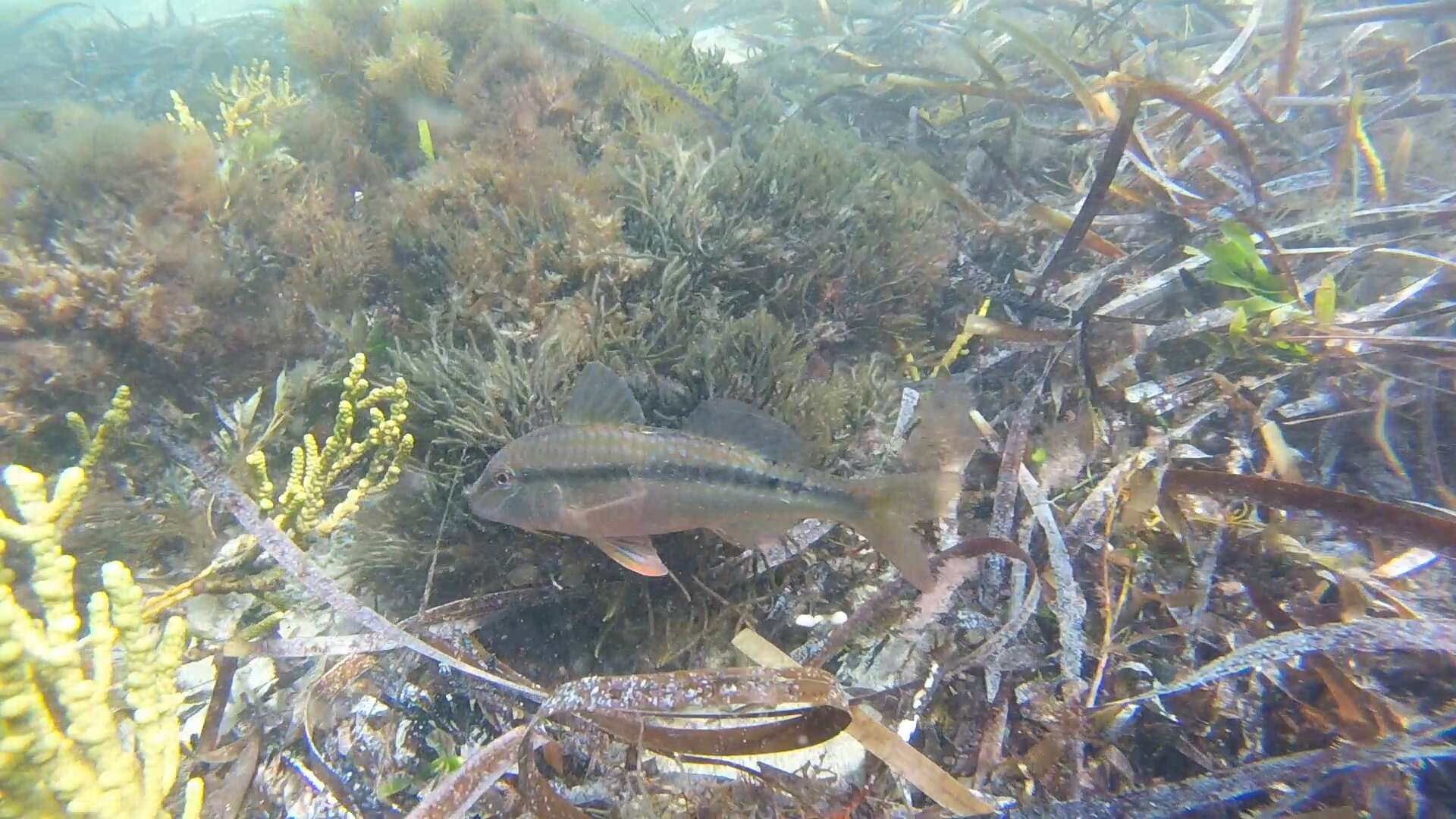 Image of Black-striped goatfish