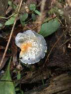 Image of Cortinarius rotundisporus Cleland & Cheel 1918