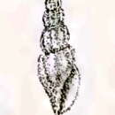Image of Pseudorhaphitoma brionae (Sowerby Iii 1889)