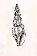 Image of Pseudorhaphitoma brionae (Sowerby Iii 1889)