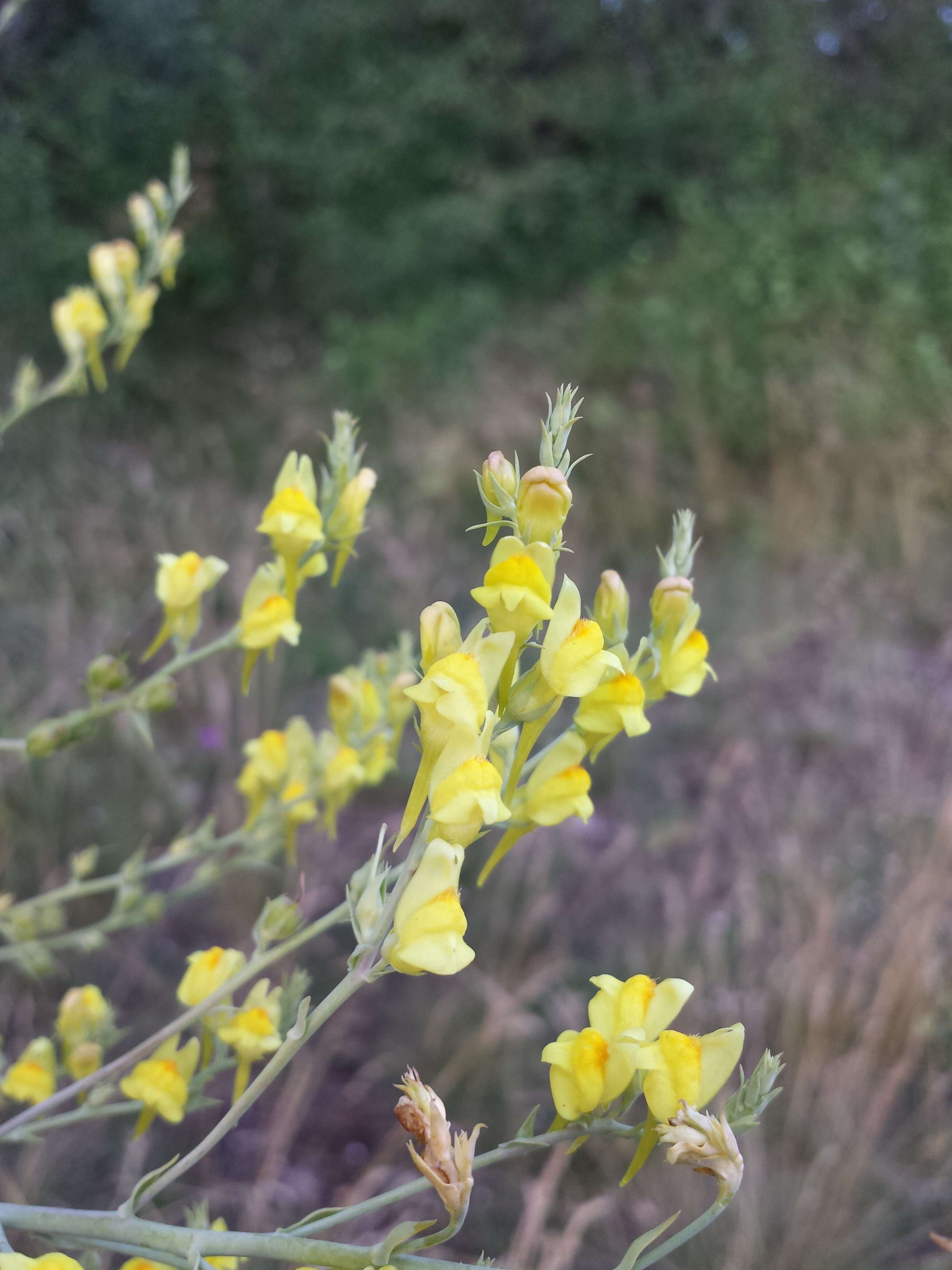 Imagem de Linaria genistifolia (L.) Mill.