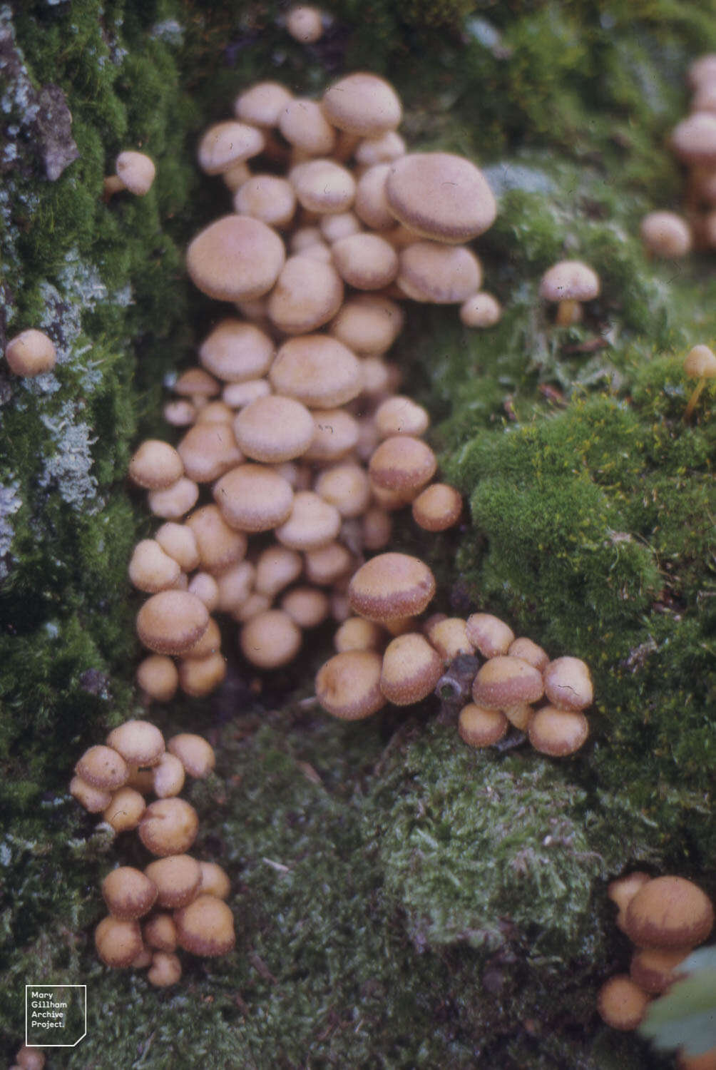 Imagem de Kuehneromyces mutabilis (Schaeff.) Singer & A. H. Sm. 1946