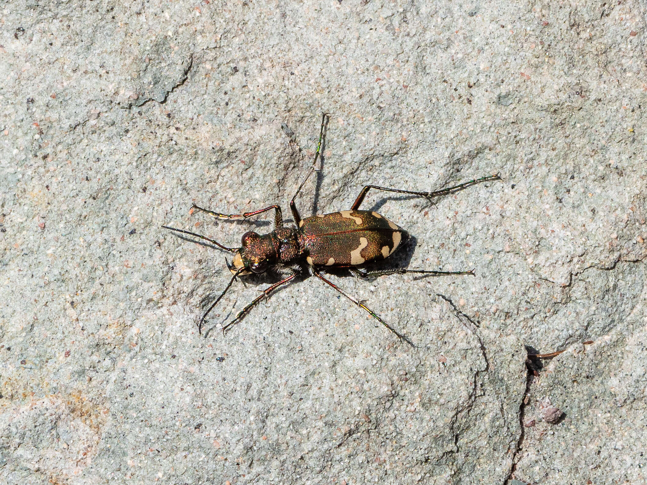 Image of Northern dune tiger beetle