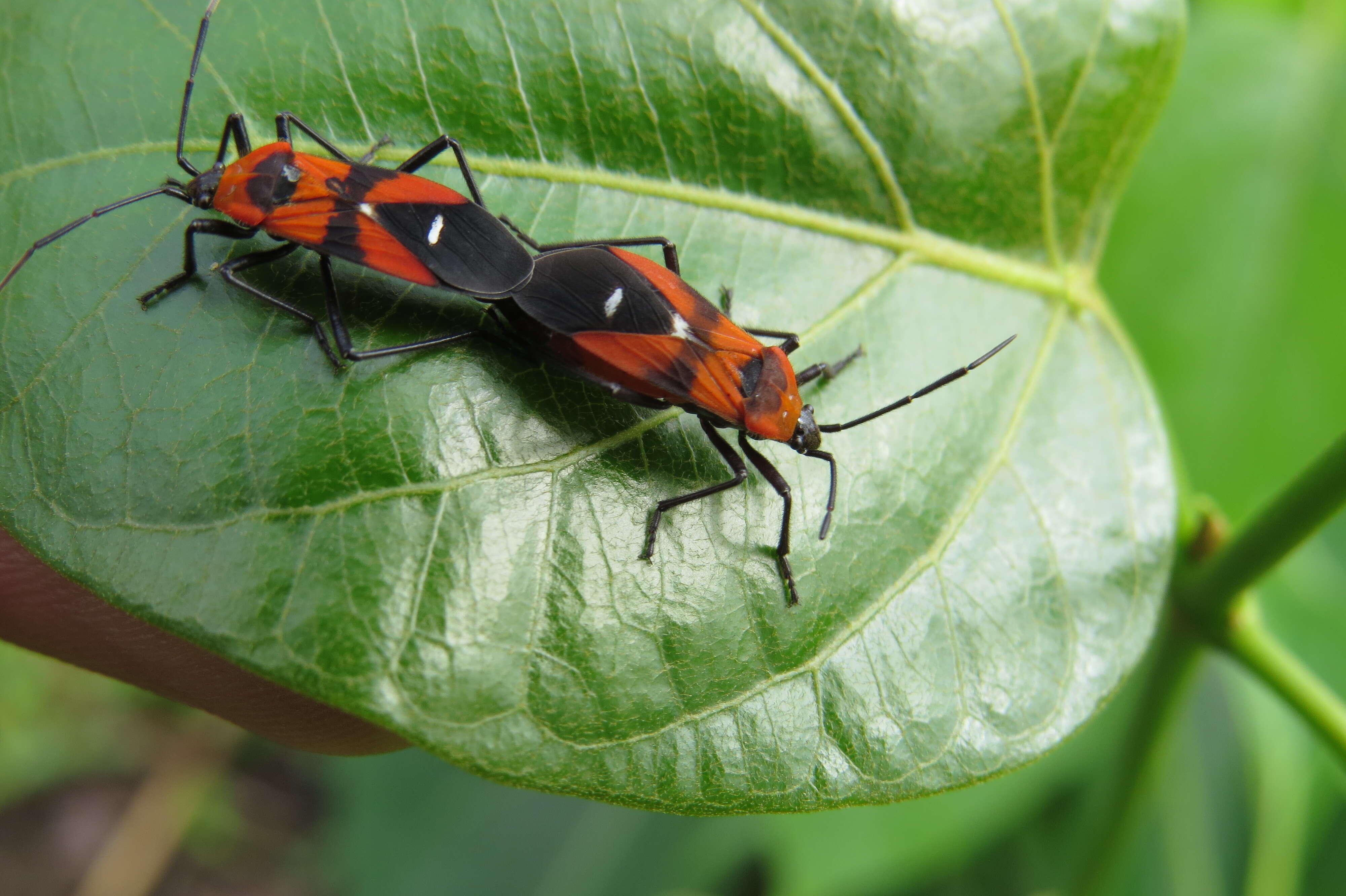 Image of Marsdenia volubilis (L. fil.) Cooke