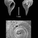 Sivun Gymnobela lanceata Dall 1927 kuva