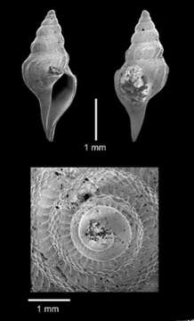 Sivun Gymnobela lanceata Dall 1927 kuva