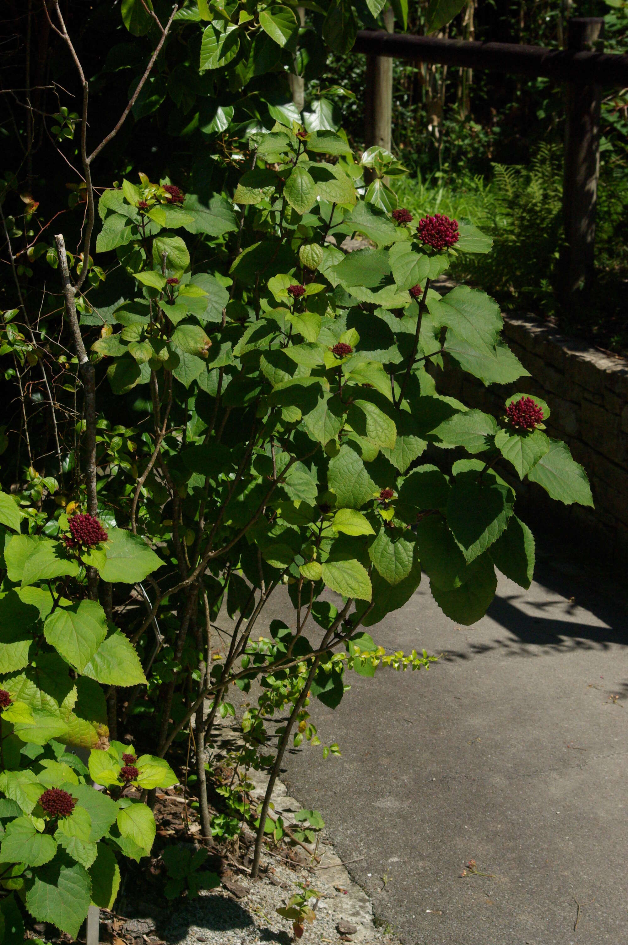 صورة Spiraea prunifolia Sieb. & Zucc.