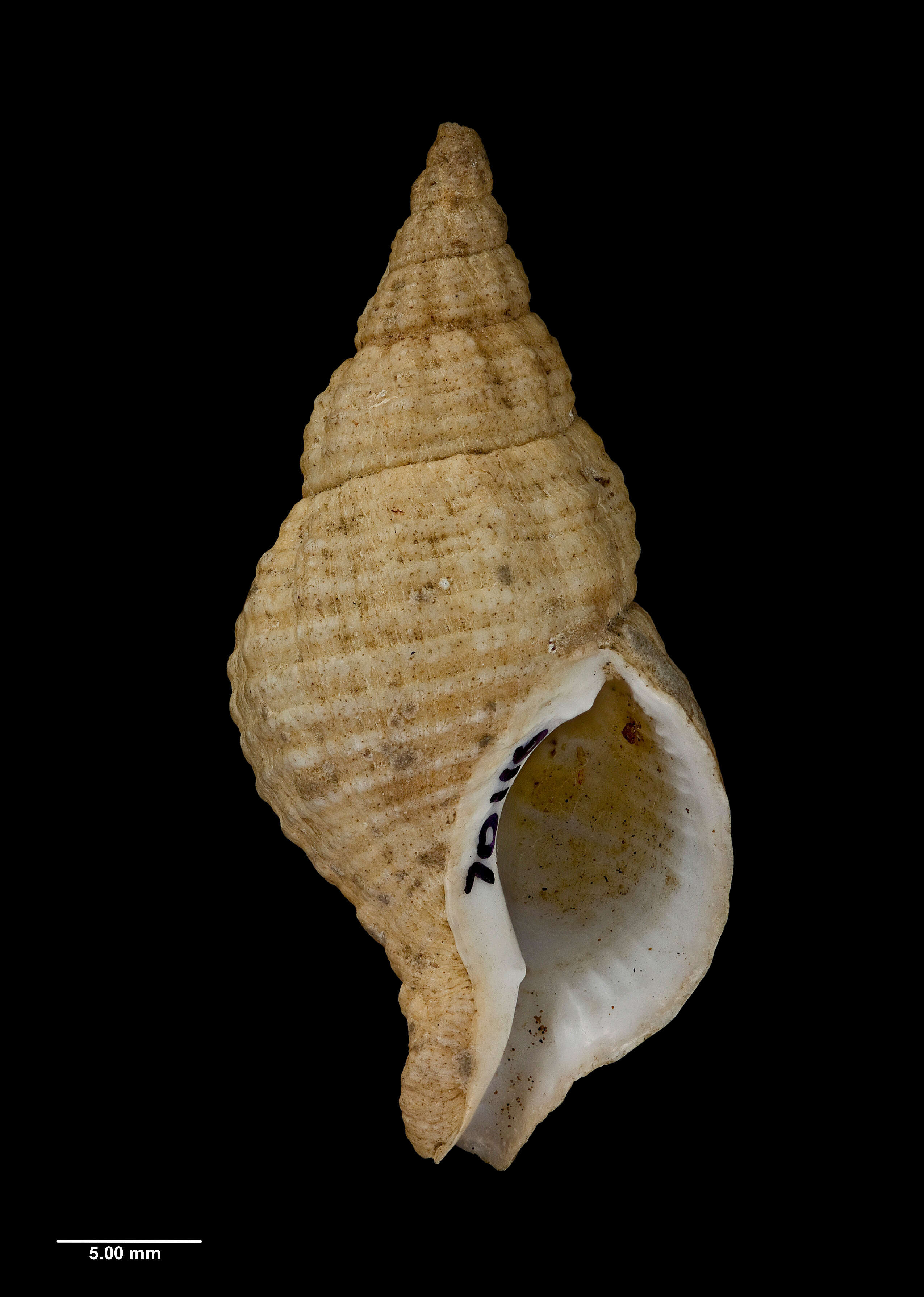 Sivun Buccinulum pertinax (Martens 1878) kuva