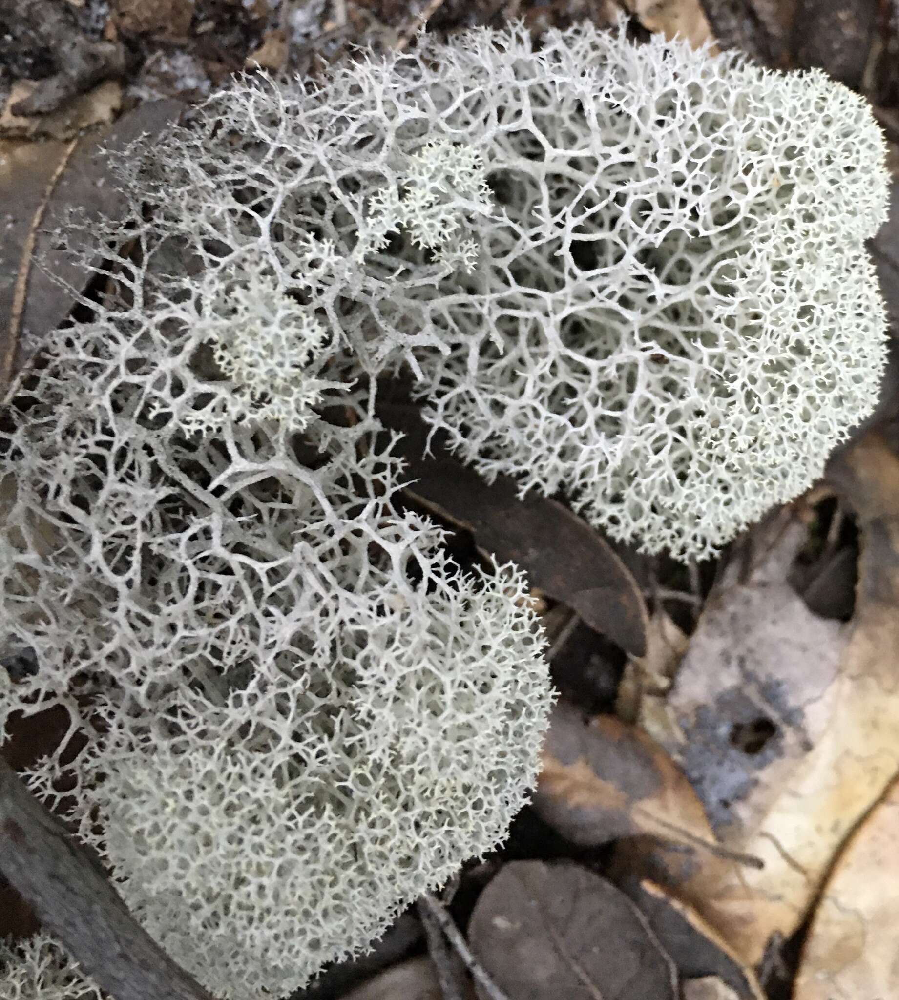 Слика од Cladonia evansii Abbayes