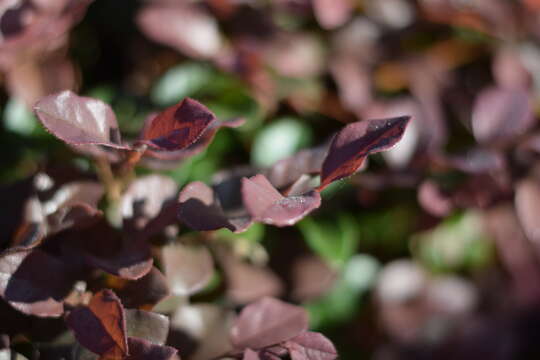 صورة Loropetalum chinense (R. Br.) Oliv.