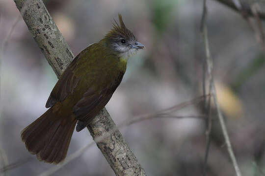 Image of White-throated Bulbul