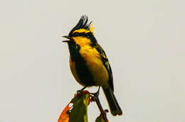 Image of Black-lored Tit