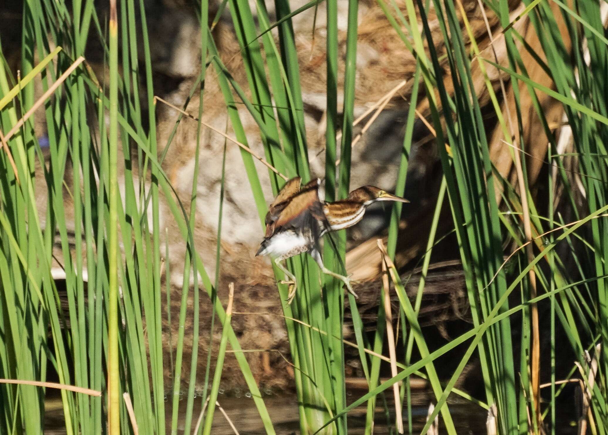 Image of Least Bittern