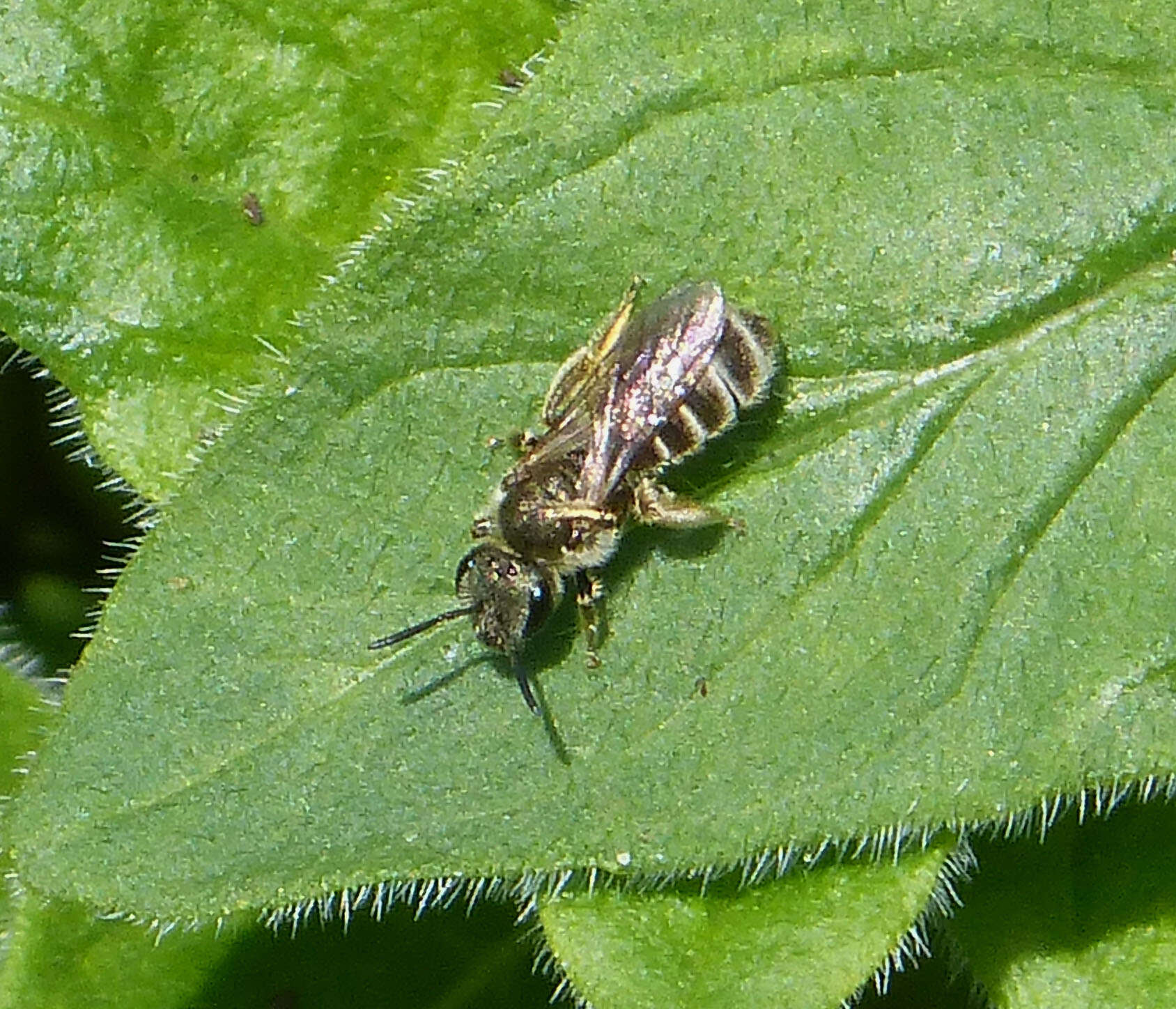 Image of Halictus tumulorum (Linnaeus 1758)