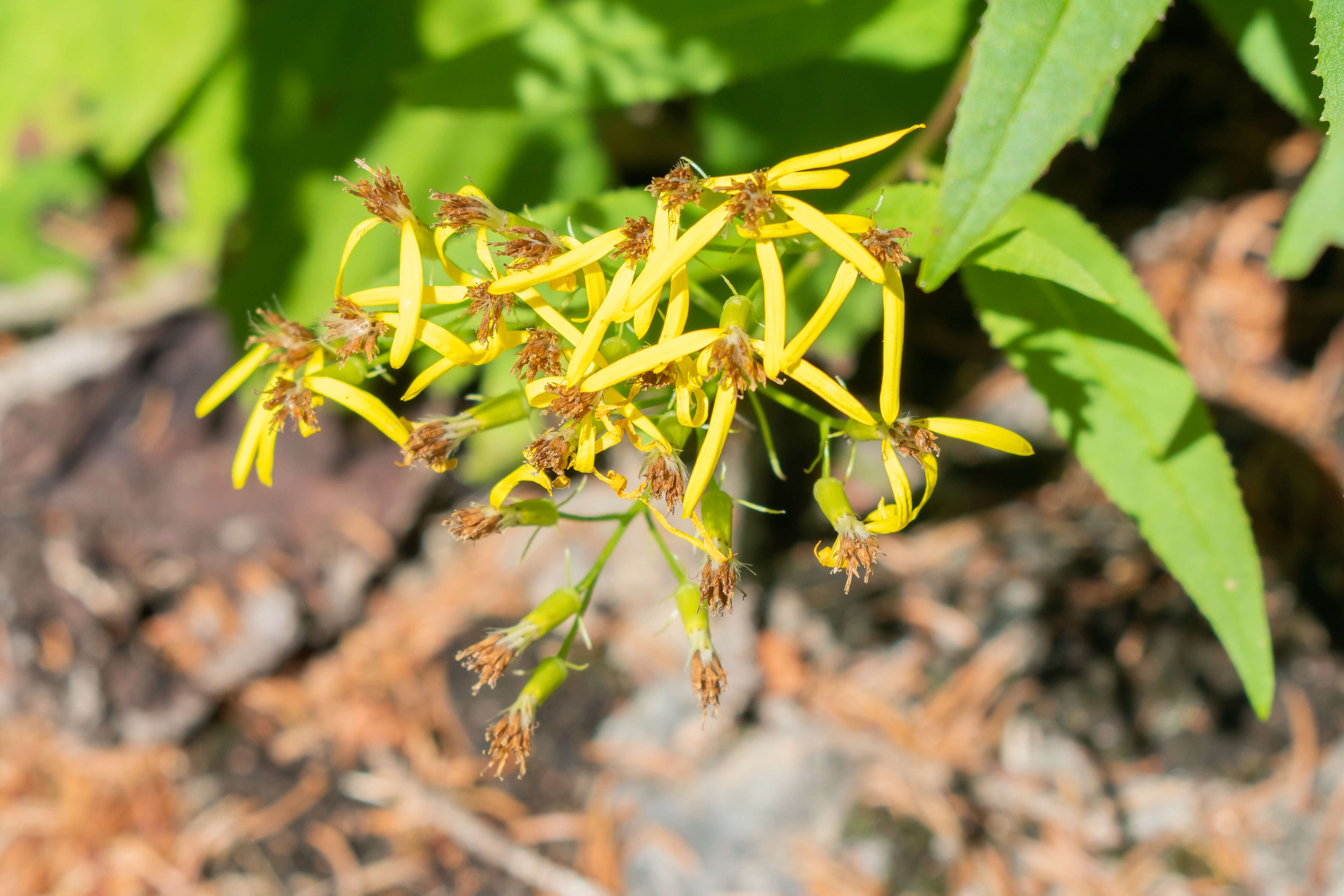 Image of wood ragwort