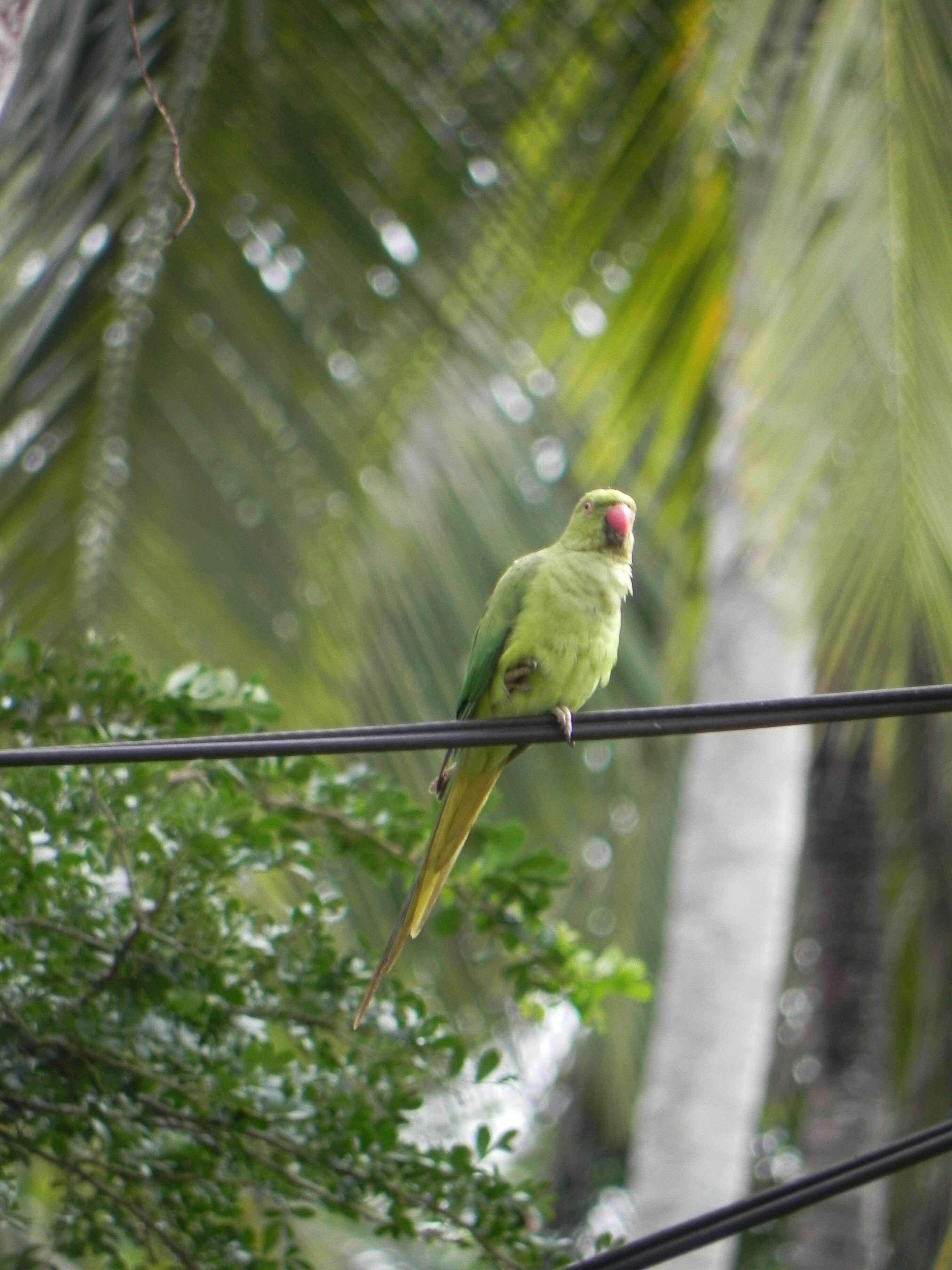 Image of Ring-necked Parakeet