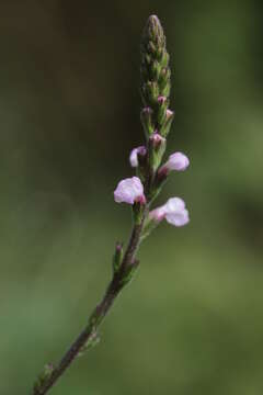 Image of herb of the cross