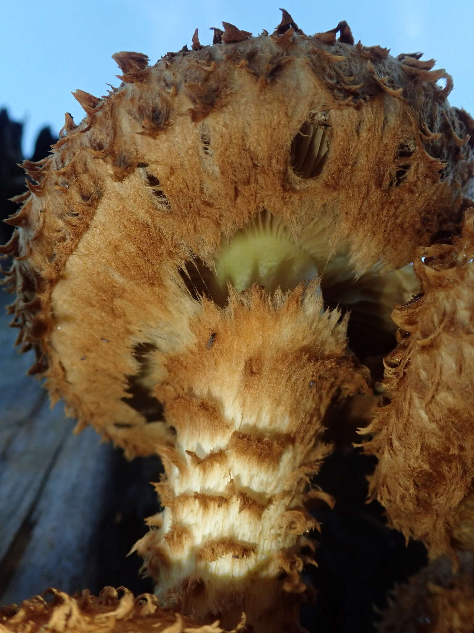 Pholiota squarrosa (Vahl) P. Kumm. 1871 resmi