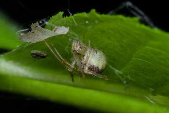 Image of Theridion varians Hahn 1833