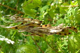 Image of Common Laburnum